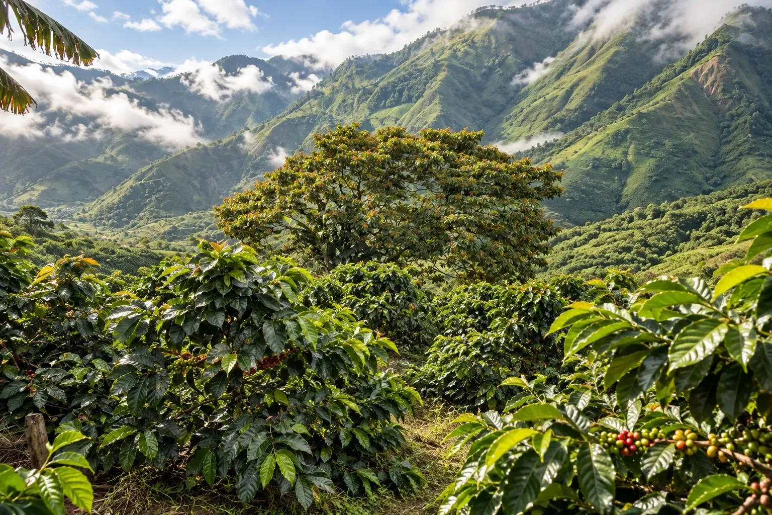 Matas de café cargadas de cereza frente a las montañas cubiertas de nubes.